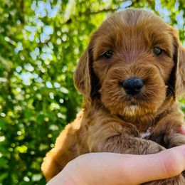 Christina Aguilara - Red Australian Labradoodle puppy in Washington from Primrose Australian Labradoodles