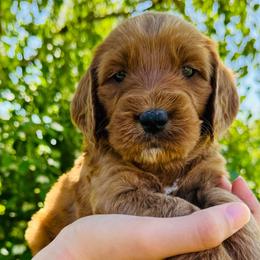 Christina Aguilara - Red Australian Labradoodle puppy in Washington from Primrose Australian Labradoodles