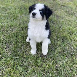 Miniature Australian Shepherd Puppies from DLT MiniAussie