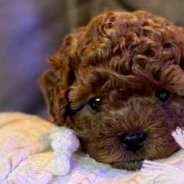 Honeybee - Cavapoo puppy from Cuddlebug Cavapoos of Austin