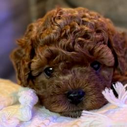 Honeybee - Cavapoo puppy from Cuddlebug Cavapoos of Austin
