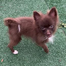 Extra Micro Truffles - Chocolate male Pomeranian puppy in Avon Park, Florida from Mariska's Pomeranians