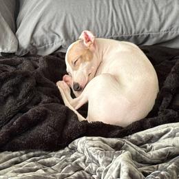Luna - White and fawn female Italian Greyhound puppy in Lakeland, Florida from Elite Doxies Florida
