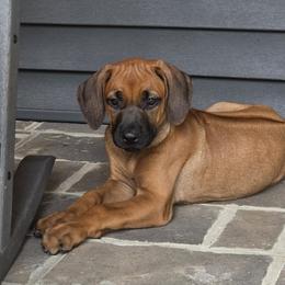 Alexis Green Collar - female Rhodesian Ridgeback puppy in Gaffney, South Carolina from Circle D Farms
