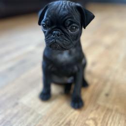 Moana - Black female Pug puppy in Indian Trail, North Carolina from Love Pugs
