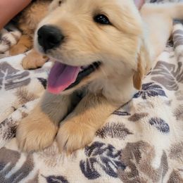 Golden Retriever Puppies from Golden Coast Kennels