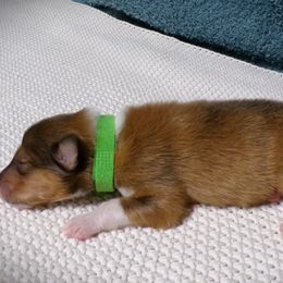 Green Collar Sable Male - Sable and white male Collie puppy in Gleason, Tennessee from Liberty Collies