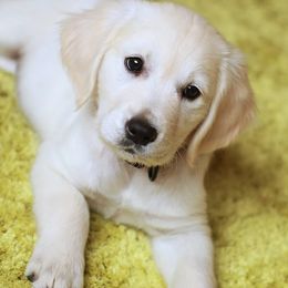 Golden Retriever Puppies from Peyton Goldens