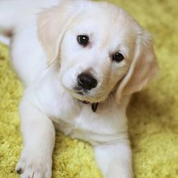 Golden Retriever Puppies from Peyton Goldens
