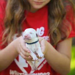 Golden Retriever Puppies from Gravitas Golden Retrievers