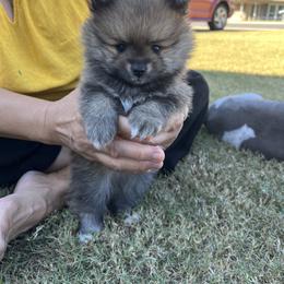 Pomeranian Puppies from Brumback Poms