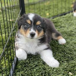 Tulip - Black tri-color female Australian Shepherd puppy in Salinas, California from AA Aussies