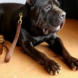 Cane Corso All Grown Up from Diamond Cut Kennels, Hawaii