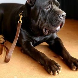 Cane Corso All Grown Up from Diamond Cut Kennels, Hawaii