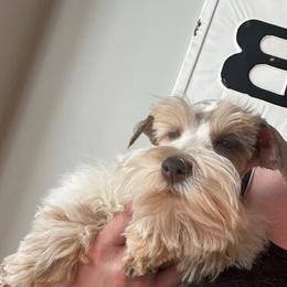 Cookie - Miniature Schnauzer