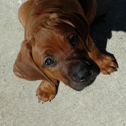 Rhodesian Ridgeback Puppies from Fawn Millette
