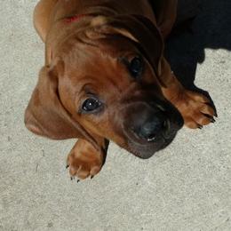 Rhodesian Ridgeback Puppies from Fawn Millette