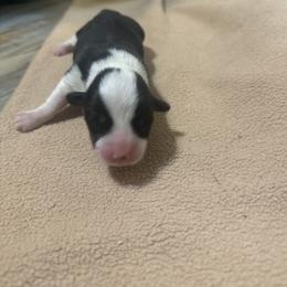 Earp - Black and tan male Pembroke Welsh Corgi puppy in Huntington, Texas from Flower Hill Farm