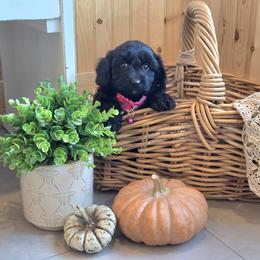 F1B Meet Hazel :) - Black and white female Cavapoo puppy in Centerville, Iowa from Barnyard Dachshunds, Dals & Doodles
