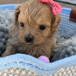 Luna - Silver beige female Maltipoo puppy in Newport Beach, California from Exotic City Pomeranians and chihuahuas