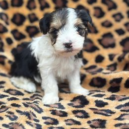 Mia - Parti female Yorkshire Terrier puppy in Coeburn, Virginia from Southern Sweetheart Kennels