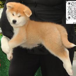 Big Red - Red male Japanese Akitainu puppy in Maryland from Capital Akita