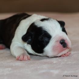 Paris - Black brindle and white female Boston Terrier puppy in Winnsboro, Texas from JP Ranch Bulldogs