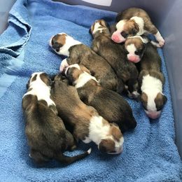Pembroke Welsh Corgi Puppies from Silver Mae Kennel