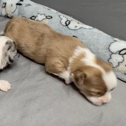 Light Merle - Merle male Chihuahua puppy in Sherwood, Arkansas from Bartelt Breeders