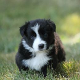 Border Collie Puppies from Midnight Border Collies