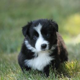 Border Collie Puppies from Midnight Border Collies