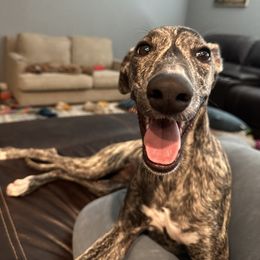 Poodle and Whippet All Grown Up from Charleston Reds Standard Poodles and Whippets