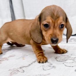 Smooth Austin first in group photo - Red male Dachshund puppy in Richmond, Virginia from Irresistible Dachshunds & Cavaliers