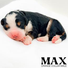 Max - Tri-color male Bernedoodle puppy in Tipton, Indiana from Country Creek Doodles