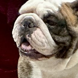 Butch - Bulldog