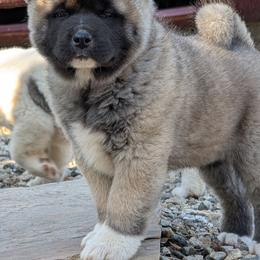Yuri's Boy 1 - Black, fawn undercoat male Akita puppy in South Carolina from Sierra Mountain Akitas