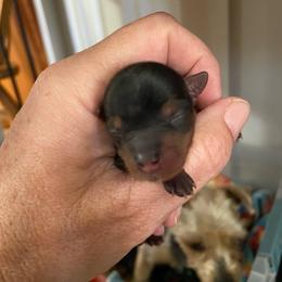 Libbies pink - Black and tan female Yorkshire Terrier puppy in Hardeeville, South Carolina from Pups of the Lowcountry