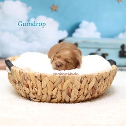 Boy 2 - male Australian Labradoodle puppy in Hurricane, Utah from Red Desert Doodles