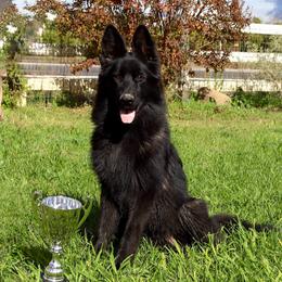 Safa - Black female German Shepherd puppy in Stockton, California from Zaragoza German Shepherds
