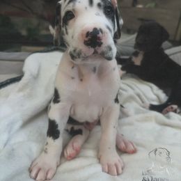 Great Dane Puppies from Babes & Danes