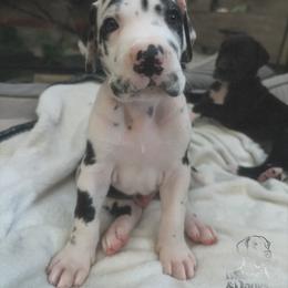 Great Dane Puppies from Babes & Danes