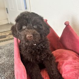 Australian Labradoodle Puppies from Sun Canyon Australian Labradoodles
