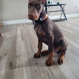 Doberman Pinscher Puppies from JM Dobermans