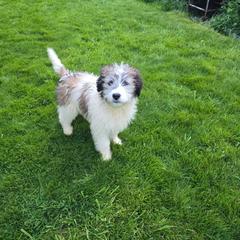 Bailey - Brown and white female Saint Berdoodle puppy in Castle Rock, Washington from PNW Saint Berdoodles