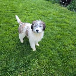 Bailey - Brown and white female Saint Berdoodle puppy in Castle Rock, Washington from PNW Saint Berdoodles