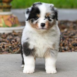 Bruce - Blue merle male Miniature American Shepherd puppy in San Benito, Texas from Vaquera's Miniature American Shepherds