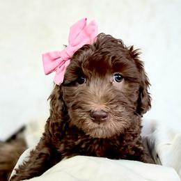 Poet - Chocolate female Goldendoodle puppy in Holly Springs, Georgia from Libby Lou’s Goldendoodles
