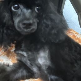 Poodle Puppies from S.H.A.R.P.’s Toy Poodles