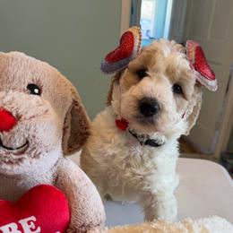 Milky Way - Parti male Goldendoodle puppy in Pensacola, Florida from Goldendoodles Love You in Pensacola Friend Edition
