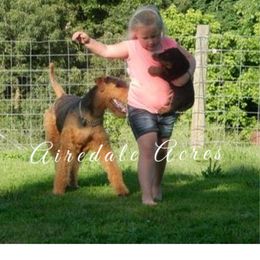 Airedale Terrier puppies from Airedale Acres